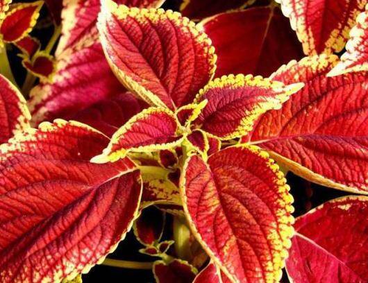 彩叶草的扦插方法