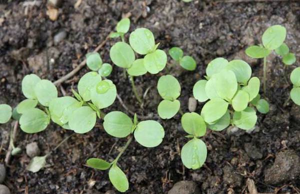 凤仙播种栽植方法步骤分享