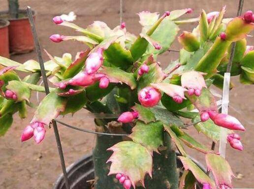 仙人掌嫁接蟹爪兰如何提高成活率