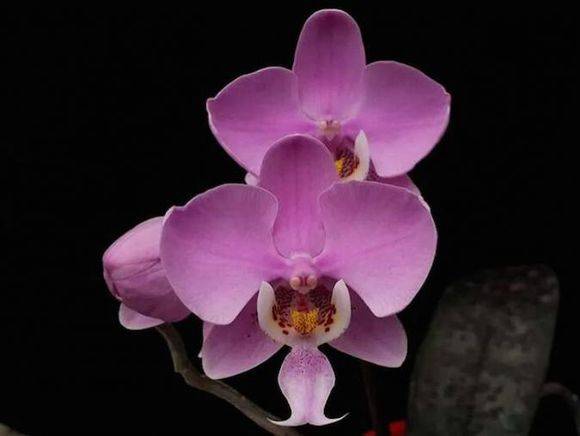 14种原生蝴蝶兰欣赏珍惜而又美丽