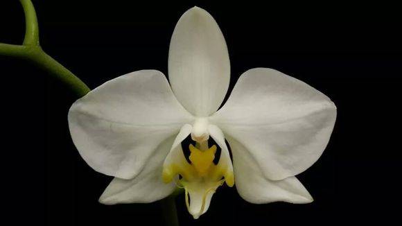 14种原生蝴蝶兰欣赏珍惜而又美丽