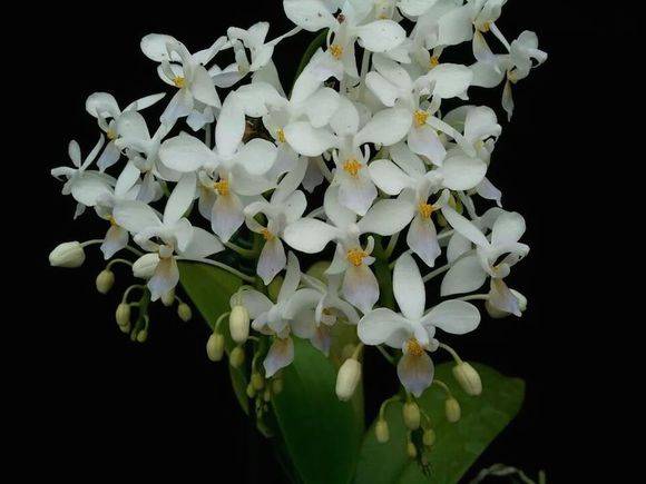 14种原生蝴蝶兰欣赏珍惜而又美丽