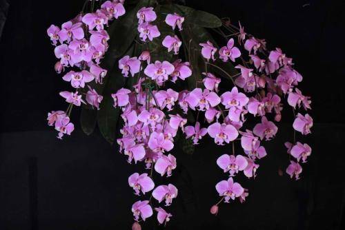 西蕾丽蝴蝶兰怎么养西蕾丽板植好还是水苔盆栽好