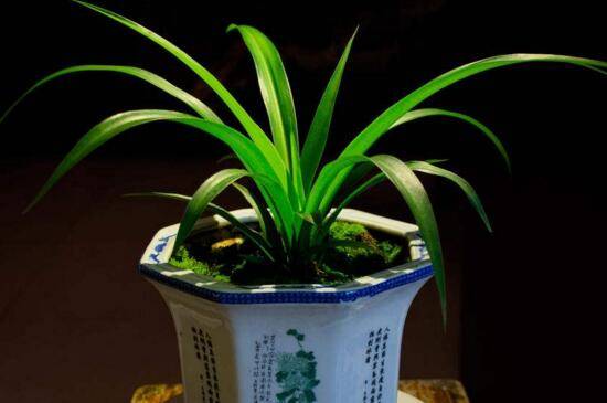 兰花的正确浇水方法,兰花多久浇水一次