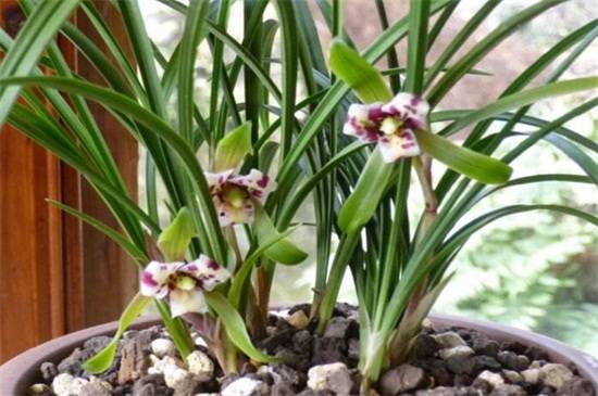 兰花的正确浇水方法,兰花多久浇水一次