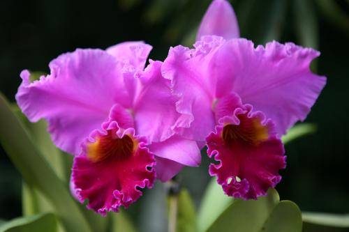 卡特兰不开花怎么办是怎么回事缺少什么呢