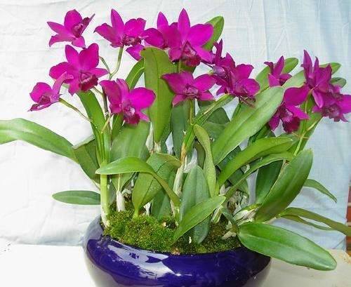 卡特兰不开花怎么办是怎么回事缺少什么呢