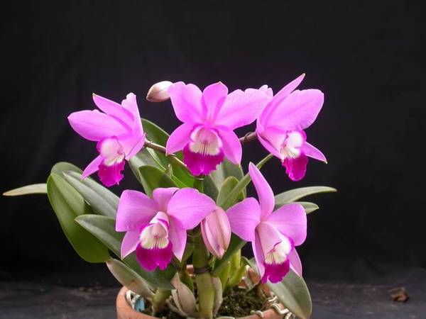 最好养的卡特兰品种有哪些 容易开花好养的卡特兰品种