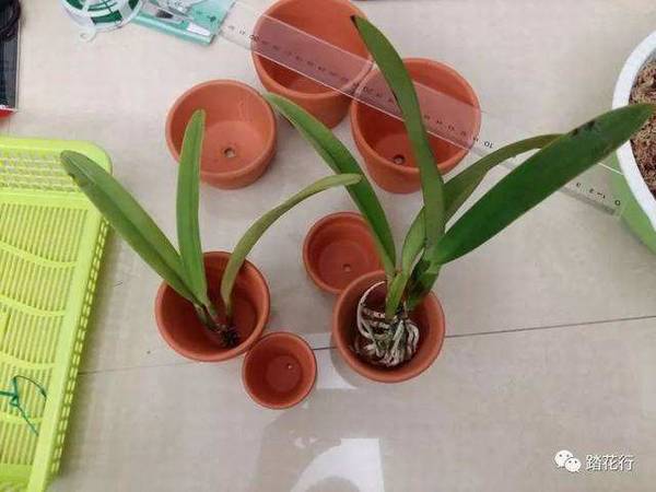 卡特兰换盆需要注意什么(盆不是越大越好)