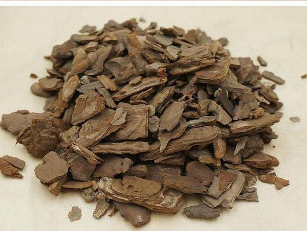 卡特兰换盆需要注意什么(盆不是越大越好)