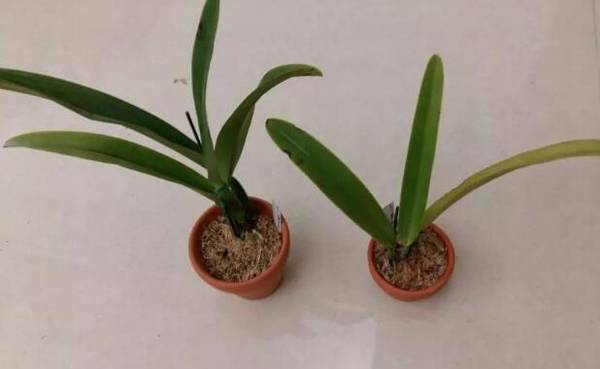 卡特兰换盆需要注意什么(盆不是越大越好)