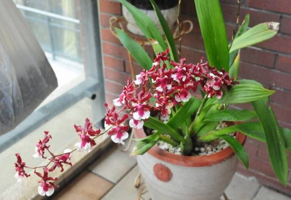 文心兰花期调控技术,让你的文心兰开更多花
