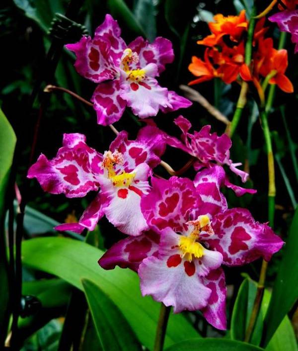 文心兰一年开几次花小编养过来说说看