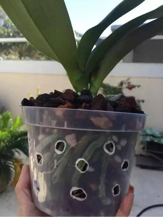 蝴蝶兰可以用土种吗,千万不要用土种容易烂根