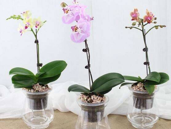 蝴蝶兰不用水苔怎么养?推荐这两种方式更省心