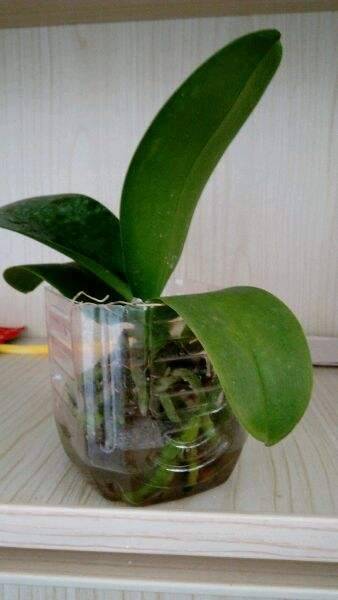 蝴蝶兰不用水苔怎么养?推荐这两种方式更省心