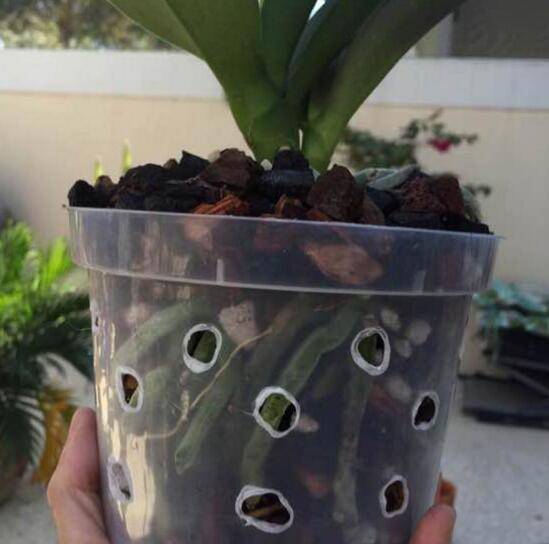 蝴蝶兰用什么土最好?蝴蝶兰一般都是用水苔或者树皮种植