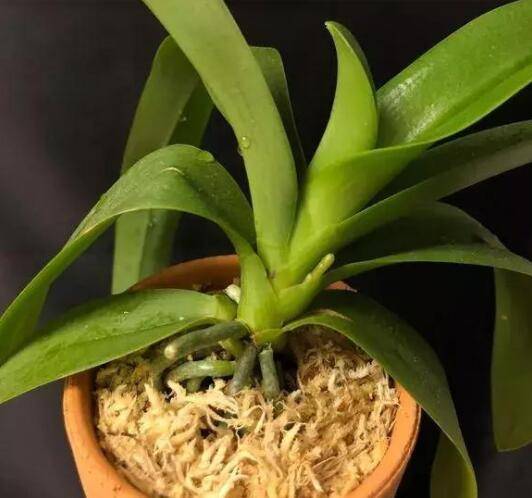 蝴蝶兰可以用土种吗,千万不要用土种容易烂根