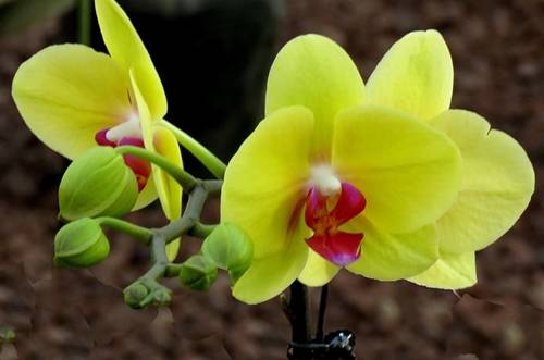 1507622402126255.jpg 北方如何养好蝴蝶兰?蝴蝶兰北方养殖方法