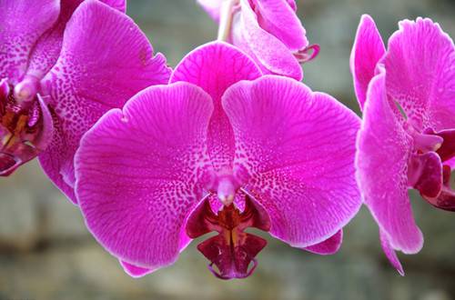 1461051488131268.jpg 北方如何养好蝴蝶兰?蝴蝶兰北方养殖方法