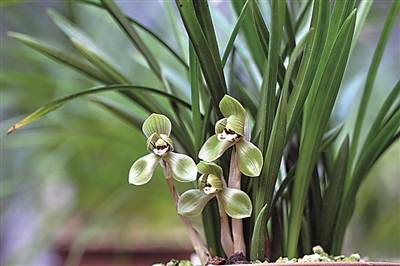 兰花配土植料的选择:兰花怎么配土最好