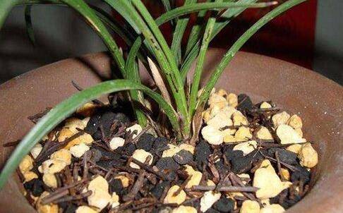 兰花配土植料的选择:兰花怎么配土最好