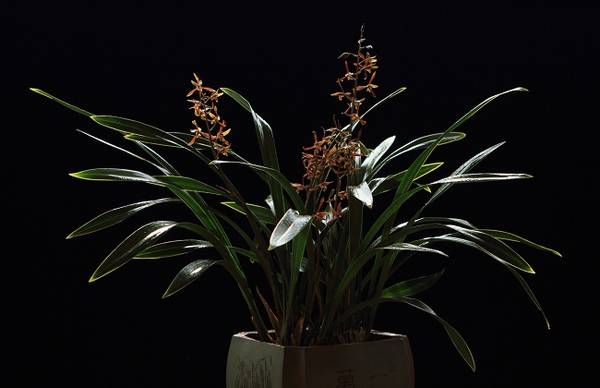 墨兰叶子扭曲怎么办 原因及解决办法分析