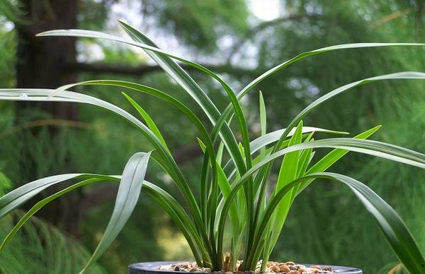 墨兰叶子扭曲怎么办 原因及解决办法分析