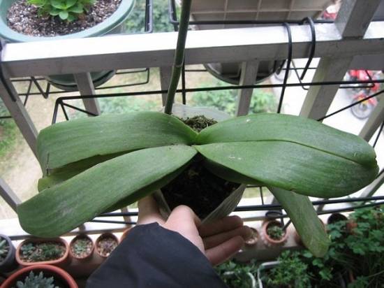 蝴蝶兰叶子开裂 蝴蝶兰叶子开裂怎么办