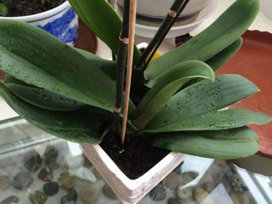 蝴蝶兰叶子开裂了 蝴蝶兰叶子开裂怎么办