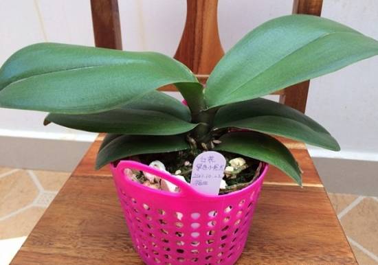 新买的蝴蝶兰盆栽怎样处理 蝴蝶兰叶子开裂怎么办