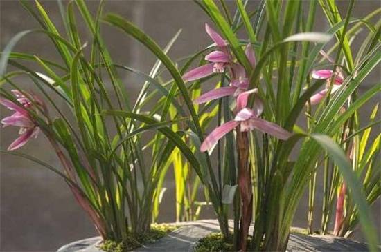 兰花种子发芽方法,看兰花种子怎么种