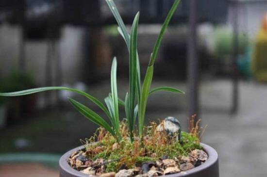 兰花分盆最佳时间和注意事项