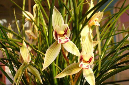 1478487713484796.jpg 适合南方养殖的兰花有哪些 哪种兰花最好养