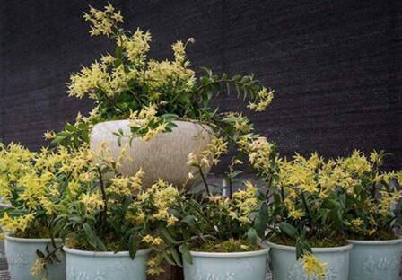 石斛盆栽多开花怎么养