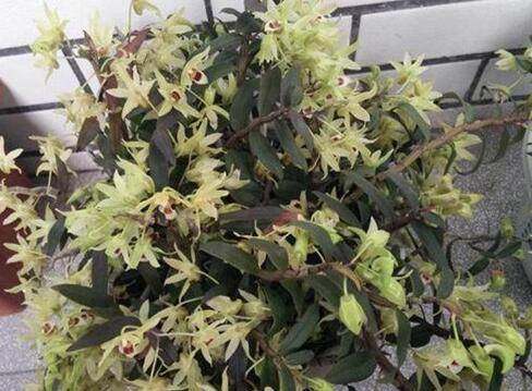 石斛盆栽多开花怎么养