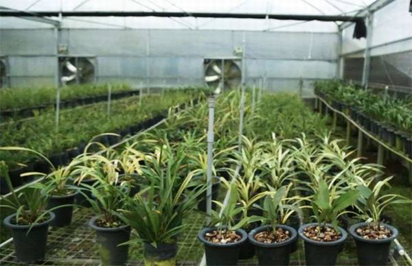 兰花夏季养护注意事项