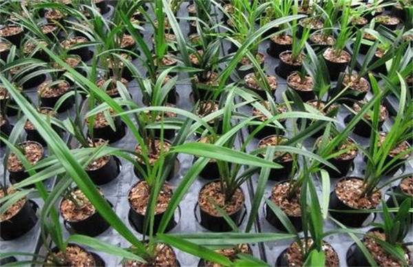 兰花夏季养护注意事项