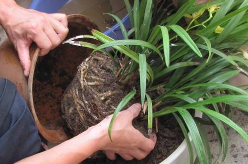 1505804912117326.jpg 兰花移盆后可以浇水吗 多久浇水最合适