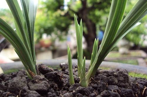 1505804939839119.jpg 兰花移盆后可以浇水吗 多久浇水最合适
