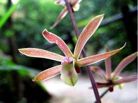 带唇兰好养吗 带唇兰的养殖技巧