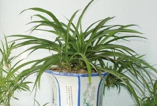 吊兰长不出小吊兰的原因分析