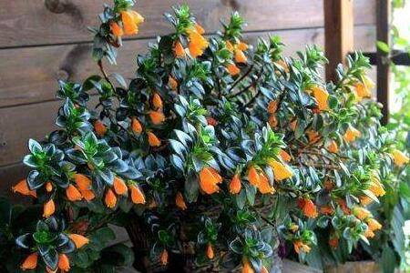 金鱼花的浇水方法