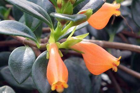 金鱼花的浇水方法