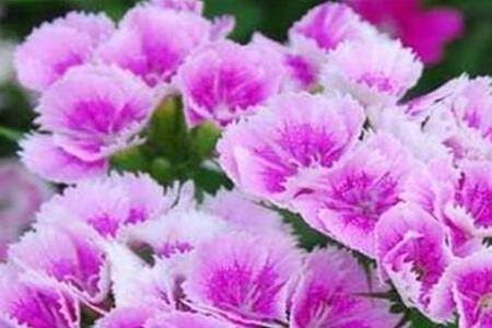 石竹花多开花的养殖方法
