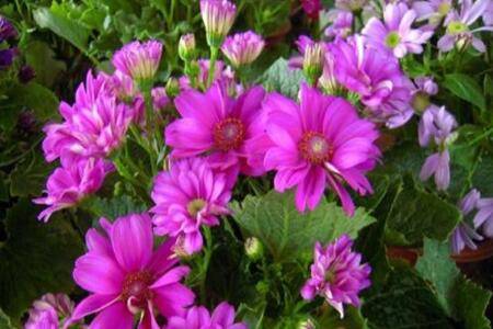 盆栽瓜叶菊的养法要点