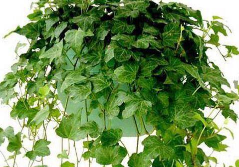 家庭盆栽常春藤的养护方法