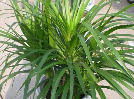 养好盆栽龙血树的关键要点和注意事项