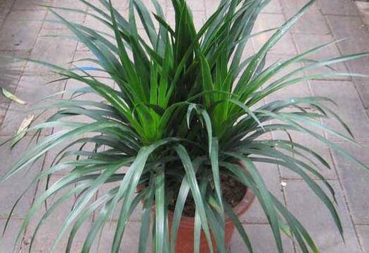 养好盆栽龙血树的关键要点和注意事项