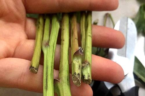 1588761003663980.jpg 买回来的鲜花如何最大限度延长花期